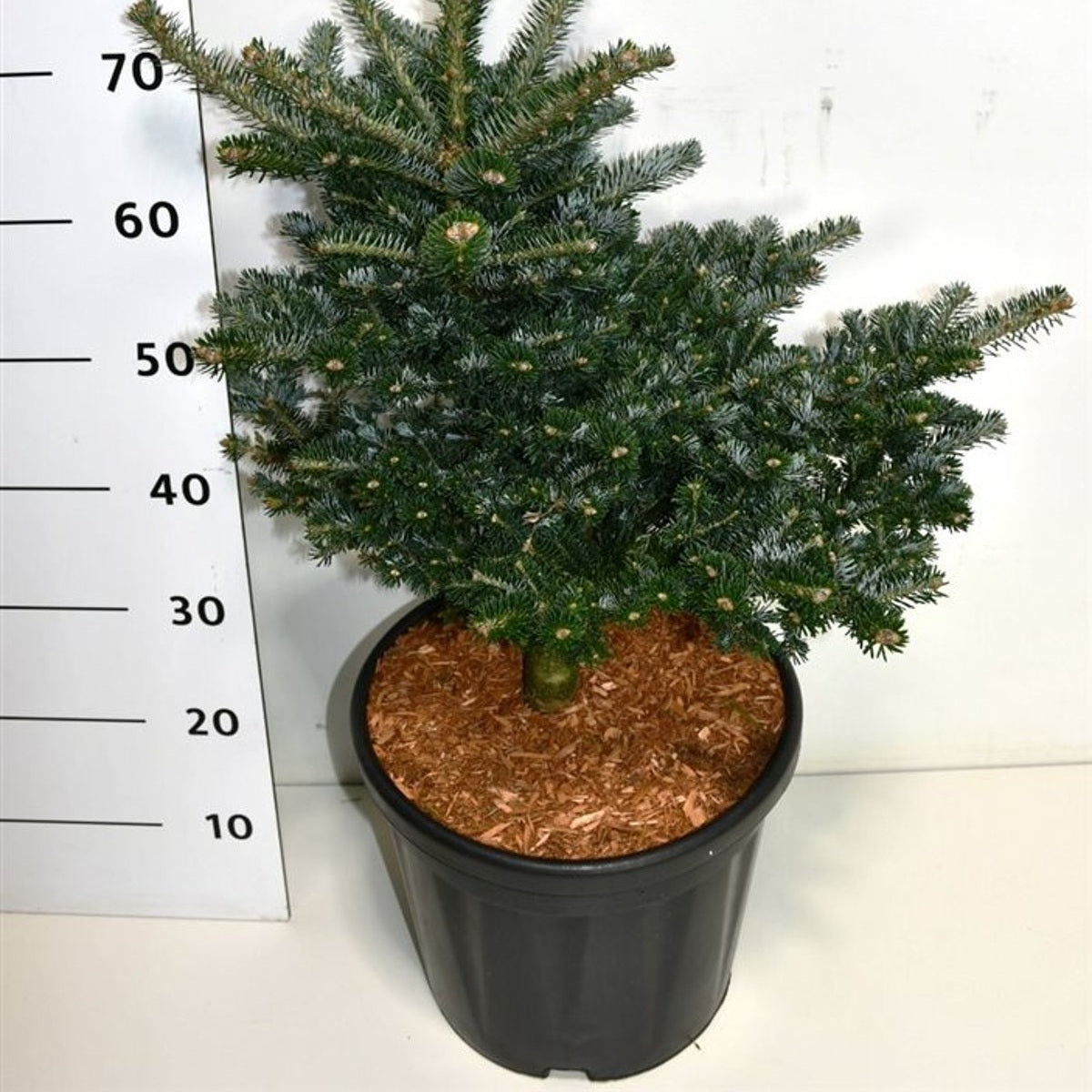 Koreagran – Abies koreana 'Discus' - C18 40-50 cm.